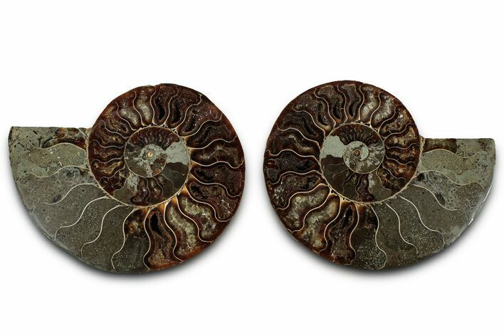 Cut & Polished, Agatized Ammonite Fossil - Madagascar #318108